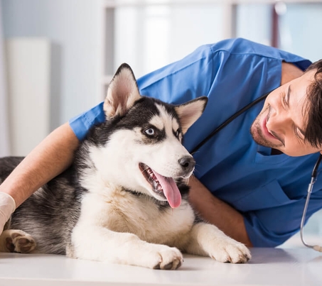 Лечение ХПН у собак