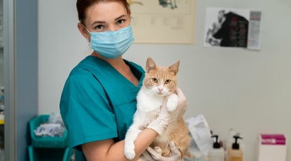 Осмотр кота с ХПН у ветеринара
