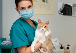 Осмотр кота с ХПН у ветеринара