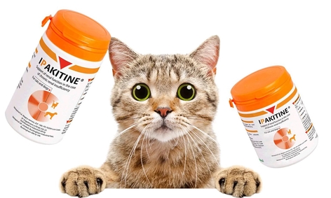 хпн у кошек что это