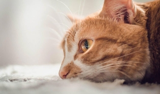 Препарат Пронефра в сравнении с аналогами для лечения хронической болезни почек у кошек