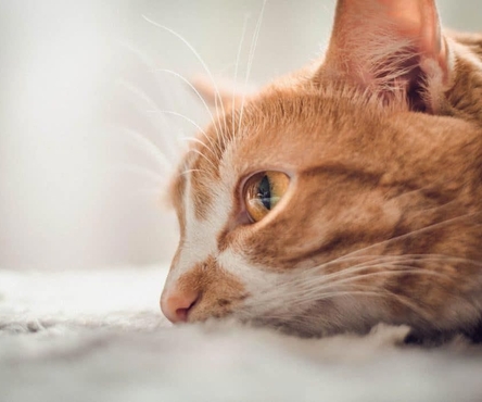 Основные симптомы почечной недостаточности у кошек