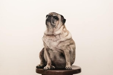 Диагностика синдрома Кушинга у собаки: Важные этапы