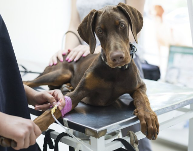 Виды лечения почек у собак