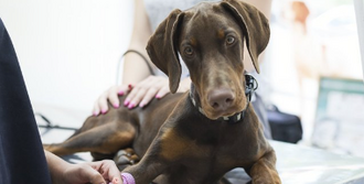 Виды лечения почек у собак