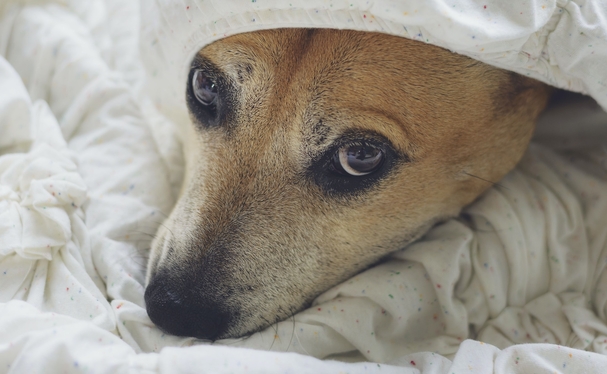 Своевременное определение и лечение болезни почек облегчает жизнь собак и кошек