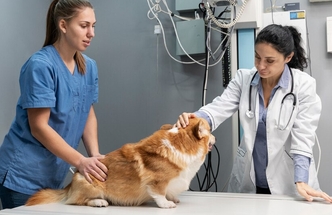 Веторил для лечения синдрома Иценко Кушинга у собак