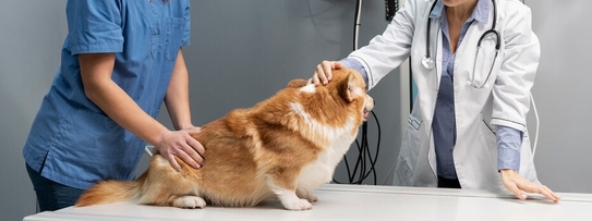 Веторил для лечения синдрома Иценко Кушинга у собак