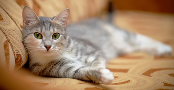 Ипакитине - для лечения ХПН у кошек