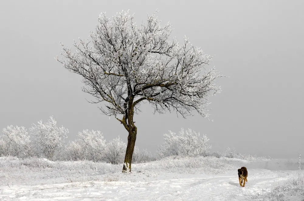 фото А. Паламарь 