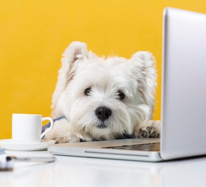 Ипакитине 180 гр и 300 гр для кошек и собак с хронической почечной недостаточностью (ХПН)