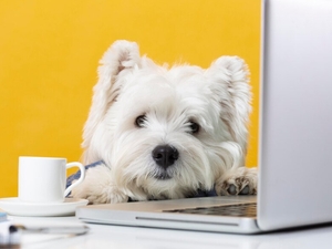 Ипакитине 180 гр и 300 гр для кошек и собак с хронической почечной недостаточностью (ХПН)