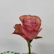 фото розы монинг дью