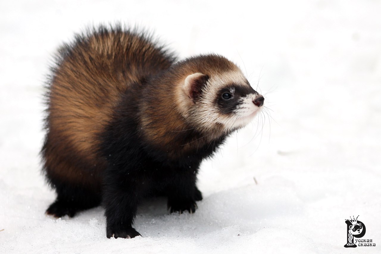 Giant russian ferret for sale hot sale