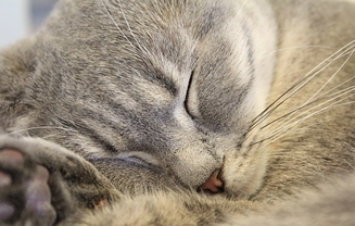 Стадии ХПН у кошек