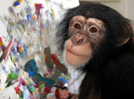 Шимпанзе Конго