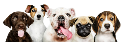 Как лечить симптомы болезни Кушинга Веторилом