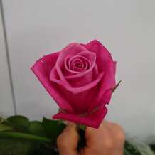фото розы принц персии