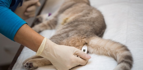 Инструкция применения Пронефры: нормы для собак и кошек