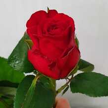фото розы кон амор