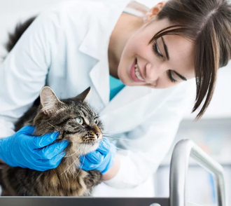 Ипакитине для кошек и собак с хронической почечной недостаточностью (ХПН)