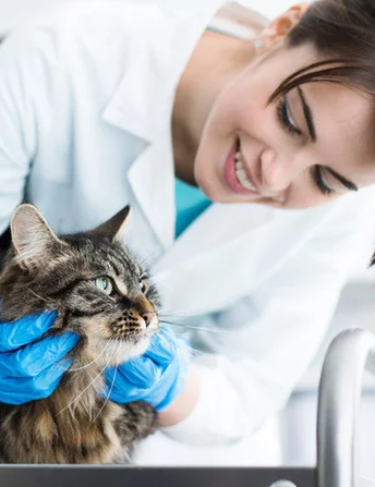 Ипакитине для кошек и собак с хронической почечной недостаточностью (ХПН)