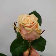 фото розы талея