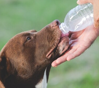 Ипакитине - французский препарат для лечения ХПН