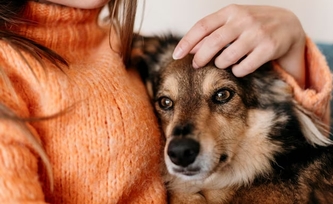  Особенности ухода при ХПН у кошек и собак