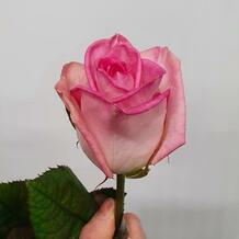 фото розы Белиза