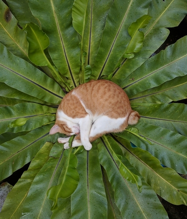 ипакитине купить москва