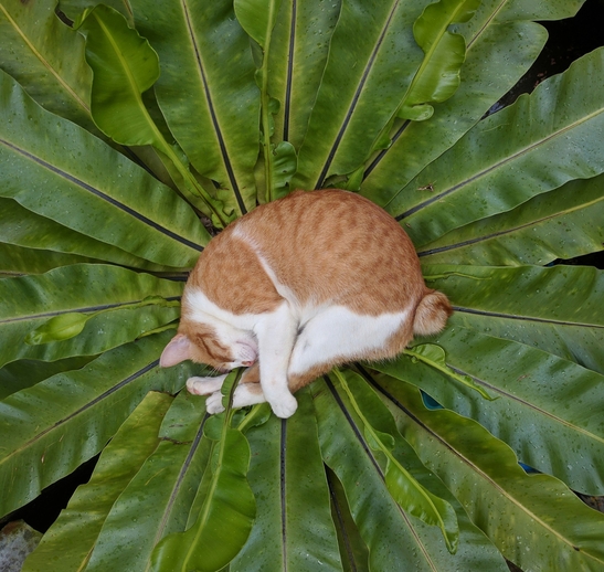 ипакитине купить москва