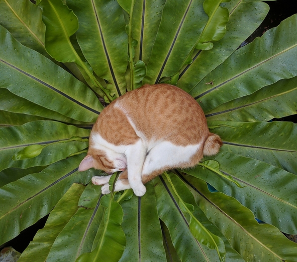 ипакитине купить москва