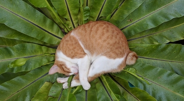 ипакитине купить москва