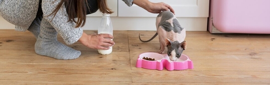 Уход за питомцем с хронической почечной недостаточностью