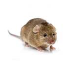 Домовая мышь фото