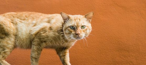 vetoquinol ипакитине отзывы