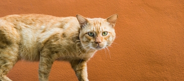 vetoquinol ипакитине отзывы