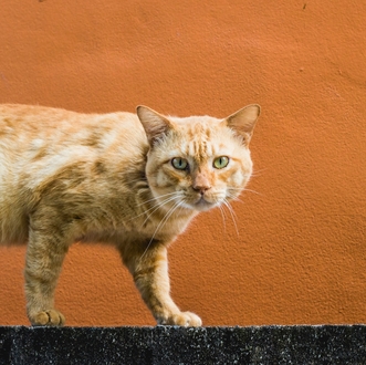 Результаты анализа крови до и после Ипакитина