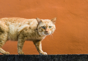 Ipakitine – поддержка почек на ранних стадиях ХПН