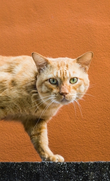 Ipakitine – поддержка почек на ранних стадиях ХПН