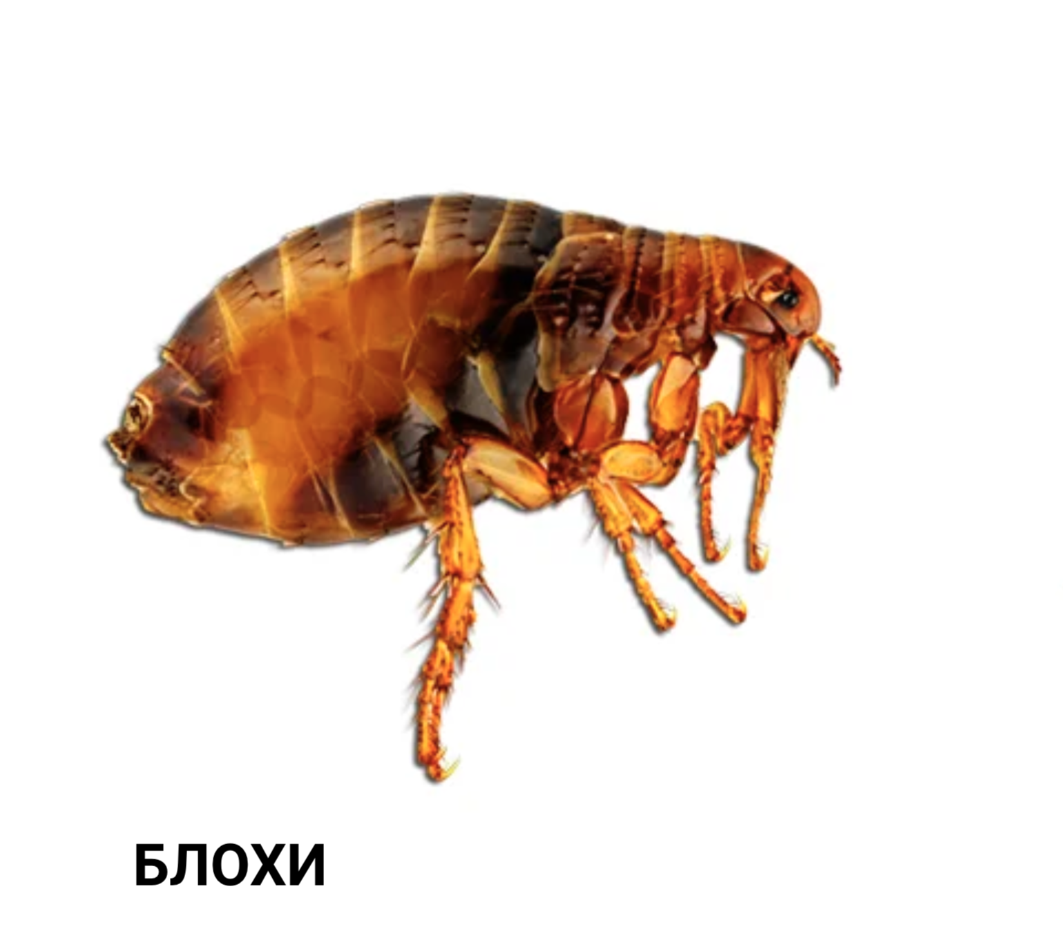 Блоха без фона. Блоха на белом фоне. Блоха мультяшная.