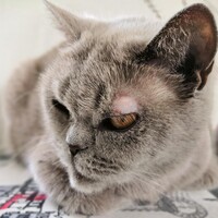Что делать при лишае у кошки | Имаверол средство от лишая