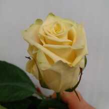 фото розы магади