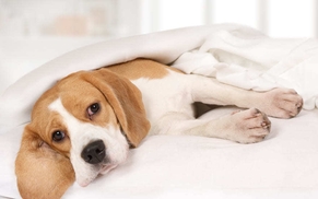 Лечение почек у собак