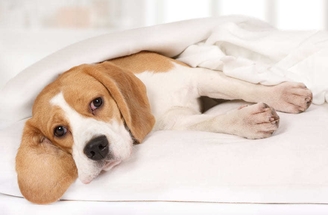 Лечение почек у собак