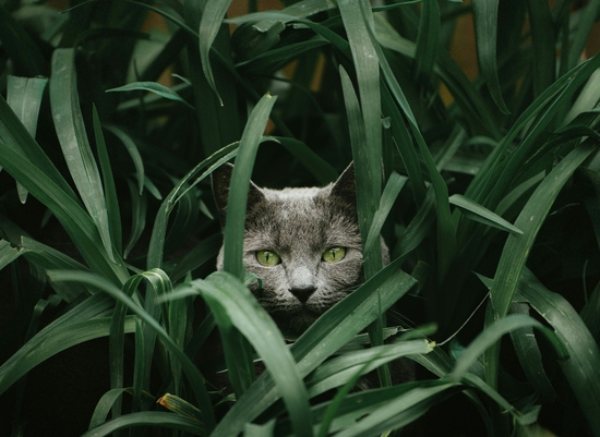 ХПН у кошки как лечить | Пронефра купить