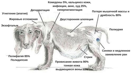 Синдром Иценко Кушинга - одна из самых часто встречаемых эндокринных болезней собак