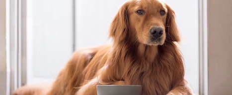 ХПН у собак