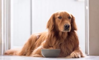 ХПН у собак